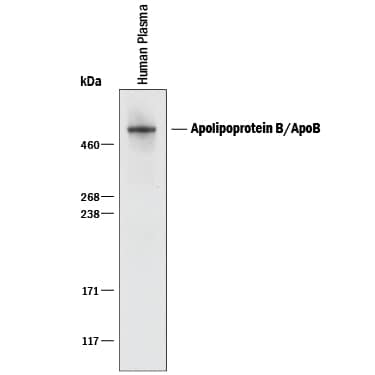Western blot shows human plasma. PVDF membrane was probed with 1 µg/mL of Goat Anti-Human Apolipoprotein B100/ApoB100 Antigen Affinity-purified Polyclonal Antibody (Catalog # AF3260) followed by HRP-conjugated Anti-Goat IgG Secondary Antibody (Catalog # HAF017). A specific band was detected for Apolipoprotein B100/ApoB100 at approximately 500 kDa (as indicated). This experiment was conducted under reducing conditions and using Immunoblot Buffer Group 1.