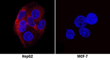 Apolipoprotein B/ApoB was detected in immersion fixed HepG2 human hepatocellular carcinoma cell line (positive control, left panel) and MCF-7 human breast cancer cell line (negative control, right panel) using Mouse Anti-Human Apolipoprotein B/ApoB Monoclonal Antibody (Catalog # MAB41241) at 8 µg/mL for 3 hours at room temperature. Cells were stained using the NorthernLights™ 557-conjugated Anti-Mouse IgG Secondary Antibody (red; Catalog # NL007) and counterstained with DAPI (blue). Specific staining was localized to cytoplasm. View our protocol for Fluorescent ICC Staining of Cells on Coverslips.