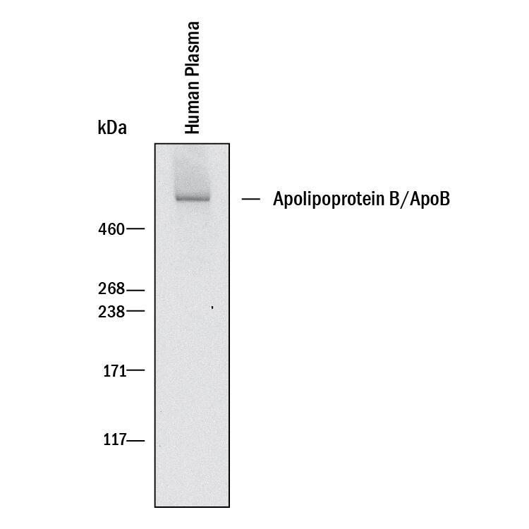 Western blot shows lysates of human plasma. PVDF membrane was probed with 1 µg/mL of Mouse Anti-Human Apolipoprotein B/ApoB Monoclonal Antibody (Catalog # MAB41242) followed by HRP-conjugated Anti-Mouse IgG Secondary Antibody (Catalog # HAF018). A specific band was detected for Apolipoprotein B/ApoB at approximately 500 kDa (as indicated). This experiment was conducted under reducing conditions and using Immunoblot Buffer Group 1.