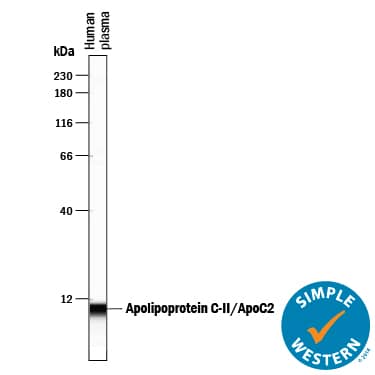 Simple Western Apolipoprotein C-II/ApoC2 Antibody [Unconjugated]
