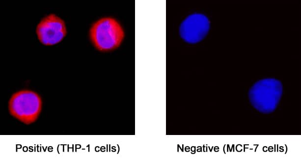 Apolipoprotein C-II/ApoC2 was detected in immersion fixed THP-1 human acute monocytic leukemia cell line (positive stain) and MCF-7 human breast cancer cell line (negative stain) using Rabbit Anti-Human Apolipoprotein C-II/ApoC2 Monoclonal Antibody (Catalog # MAB4497) at 3 µg/mL for 3 hours at room temperature. Cells were stained using the NorthernLights™ 557-conjugated Anti-Rabbit IgG Secondary Antibody (red; Catalog # NL004) and counterstained with DAPI (blue). Specific staining was localized to cytoplasm. View our protocol for Fluorescent ICC Staining of Cells on Coverslips.