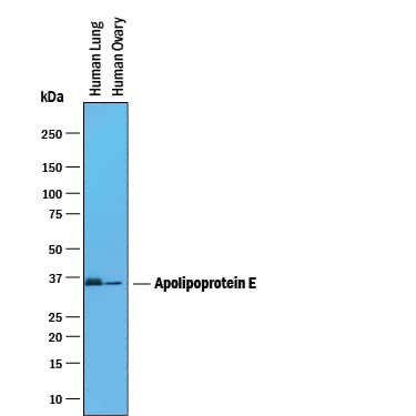 Western blot shows lysates of human lung tissue and human ovary tissue. PVDF membrane was probed with 0.5 µg/mL of Rat Anti-Human Apolipoprotein E/ApoE Monoclonal Antibody (Catalog # MAB41441) followed by HRP-conjugated Anti-Rat IgG Secondary Antibody (Catalog # HAF005). A specific band was detected for Apolipoprotein E/ApoE at approximately 36 kDa (as indicated). This experiment was conducted under reducing conditions and using Immunoblot Buffer Group 1.
