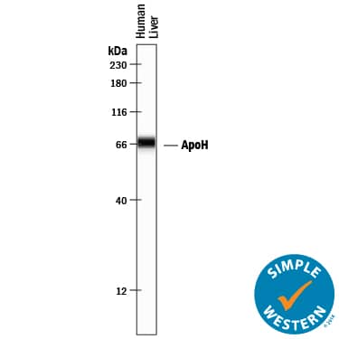 Simple Western Apolipoprotein H/ApoH Antibody [Unconjugated]