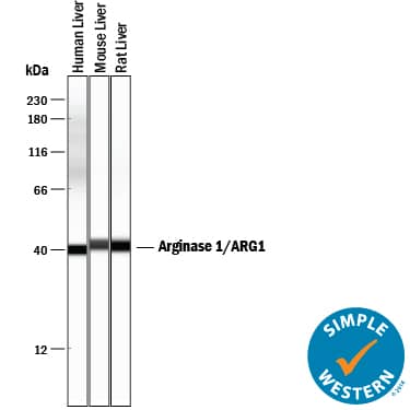 Simple Western lane view shows lysates of human liver tissue, mouse liver tissue, and rat liver tissue, loaded at 0.2 mg/mL. A specific band was detected for Arginase 1/ARG1 at approximately 41 kDa (as indicated) using 2.5 µg/mL of Sheep Anti-Human/Mouse/Rat Arginase 1/ARG1 Antigen Affinity-purified Polyclonal Antibody (Catalog # AF5868) followed by 1:50 dilution of HRP-conjugated Anti-Sheep IgG Secondary Antibody (Catalog # HAF016). This experiment was conducted under reducing conditions and using the 12-230 kDa separation system.
