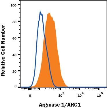 HepG2 human hepatocellular carcinoma cell line was stained with Sheep Anti-Human/Mouse Arginase 1/ARG1 Alexa Fluor® 700-conjugated Antigen Affinity-purified Polyclonal Antibody (Catalog # IC5868N, filled histogram) or isotype control antibody (Catalog # IC016N, open histogram). To facilitate intracellular staining, cells were fixed with Flow Cytometry Fixation Buffer (Catalog # FC004) and permeabilized with Flow Cytometry Permeabilization/Wash Buffer I (Catalog # FC005). View our protocol for Staining Membrane-associated Proteins.