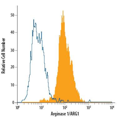 HepG2 human hepatocellular carcinoma cell line was stained with Mouse Anti-Human Arginase 1/ARG1 PE-conjugated Mono-clonal Antibody (Catalog # IC8026P, filled histogram) or isotype control antibody (Catalog # IC0041P, open histogram). To facilitate intracellular staining, cells were fixed with Flow Cytometry Fixation Buffer (Catalog # FC004) and permeabilized with Flow Cytometry Permeabilization/Wash Buffer I (Catalog # FC005). View our protocol for Staining Intracellular Molecules.