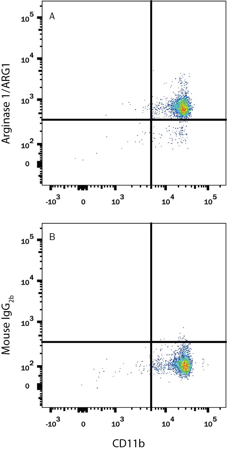 Human peripheral blood mononuclear cells (PBMCs) were stained with Mouse Anti-Human Integrin aM/CD11b APC-conjugated Monoclonal Antibody (Catalog # FAB1699A) and either (A) Mouse Anti-Human Arginase 1/ARG1 PE-conjugated Monoclonal Antibody (Catalog # IC8026P) or (B) Mouse IgG2BPhycoerythrin Isotype Control (Catalog # IC0041P). To facilitate intracellular staining, cells were fixed with Flow Cytometry Fixation Buffer (Catalog # FC004) and permeabilized with Flow Cytometry Permeabilization/Wash Buffer I (Catalog # FC005). View our protocol for Staining Intracellular Molecules.