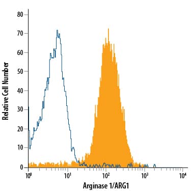 HepG2 human hepatocellular carcinoma cell line was stained with Mouse Anti-Human Arginase 1/ARG1 Monoclonal Antibody (Catalog # MAB58681, filled histogram) or isotype control antibody (Catalog # MAB0041, open histogram), followed by Allophycocyanin-conjugated Anti-Mouse IgG Secondary Antibody (Catalog # F0101B).