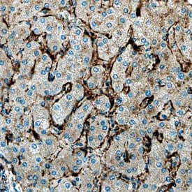 Immunohistochemistry Arylsulfatase B/ARSB Antibody [Unconjugated]