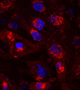 <b>Biological Strategies Validation. </b>Atrial Natriuretic Peptide/ANP was detected in immersion fixed BG01V human embryonic stem cells differentiated to cardiomyocytes using Goat Anti-Human Atrial Natriuretic Peptide/ANP Antigen Affinity-purified Polyclonal Antibody (Catalog # AF3366) at 10 µg/mL for 3 hours at room temperature. Cells were stained using the NorthernLights™ 557-conjugated Anti-Goat IgG Secondary Antibody (red; Catalog # NL001) and counterstained with DAPI (blue). Specific staining was localized to cytoplasm. View our protocol for Fluorescent ICC Staining of Stem Cells on Coverslips.