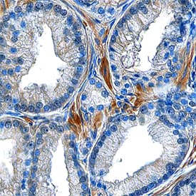 Immunohistochemistry Atrial Natriuretic Peptide/ANP Antibody [Unconjugated]
