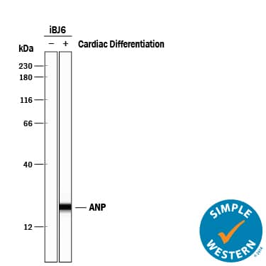Simple Western Atrial Natriuretic Peptide/ANP Antibody [Unconjugated]