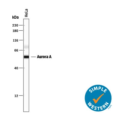 Simple Western lane view shows lysates of HeLa human cervical epithelial carcinoma cell line, loaded at 0.2 mg/mL. A specific band was detected for Aurora A at approximately 56 kDa (as indicated) using 12.5 µg/mL of Goat Anti-Human Aurora A Antigen Affinity-purified Polyclonal Antibody (Catalog # AF3295) followed by 1:50 dilution of HRP-conjugated Anti-Goat IgG Secondary Antibody (Catalog # HAF109). This experiment was conducted under reducing conditions and using the 12-230 kDa separation system.