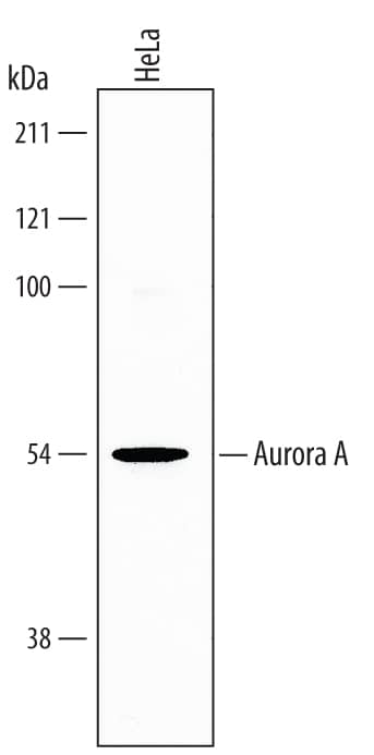 Western blot shows lysates of HeLa human cervical epithelial carcinoma cell line. PVDF membrane was probed with 0.25 µg/mL of Human Aurora A Antigen Affinity-purified Polyclonal Antibody (Catalog # AF3295) followed by HRP-conjugated Anti-Goat IgG Secondary Antibody (Catalog # HAF017). A specific band was detected for Aurora A at approximately 54 kDa (as indicated). This experiment was conducted under reducing conditions and using Immunoblot Buffer Group 5.