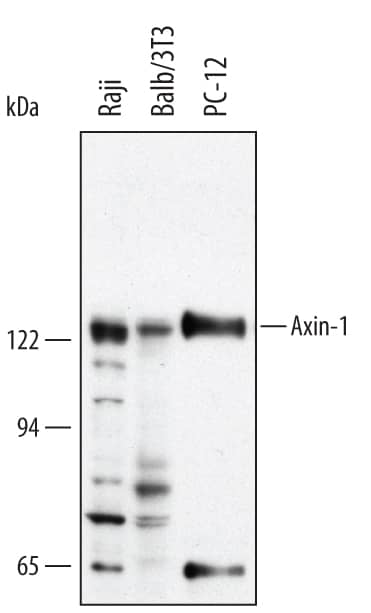 Western blot shows lysates of Raji human Burkitt's lymphoma cell line, Balb/3T3 mouse embryonic fibroblast cell line, and PC-12 rat adrenal pheochromocytoma cell line. PVDF membrane was probed with 0.5 µg/mL of Human/Mouse/Rat Axin-1 Antigen Affinity-purified Polyclonal Antibody (Catalog # AF3287) followed by HRP-conjugated Anti-Goat IgG Secondary Antibody (Catalog # HAF017). A specific band was detected for Axin-1 at approximately 120 kDa (as indicated). This experiment was conducted using Immunoblot Buffer Group 1.