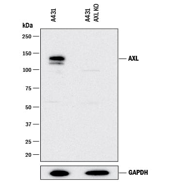 Western blot shows lysates of A431 human epithelial carcinoma parental cell line and Axl knockout A431 cell line (KO). PVDF membrane was probed with 1 µg/mL of Goat Anti-Human Axl Antigen Affinity-purified Polyclonal Antibody (Catalog # AF154) followed by HRP-conjugated Anti-Goat IgG Secondary Antibody (HAF017). A specific band was detected for Axl at approximately 150 kDa (as indicated) in the parental A431 cell line, but is not detectable in knockout A431 cell line. GAPDH (Catalog # AF5718) is shown as a loading control. This experiment was conducted under reducing conditions and using Immunoblot Buffer Group 1.