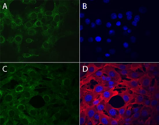 Axl phosphorylated at Y779 (panels B, D) and total Axl (panels A, C) were assessed in immersion fixed A172 human glioblastoma cells incubated with (panels C, D) or without (panels A, B) pervanadate. Phospho-Axl was detected using Rabbit Anti-Human Phospho-Axl (Y779) Antigen Affinity-purified Polyclonal Antibody (Catalog # AF2228) at 10 µg/mL for 3 hours at room temperature. Cells were stained using the NorthernLights™ 557-conjugated Anti-Rabbit IgG Secondary Antibody (red, panels B, D); NL004) and counterstained using DAPI (blue). Total Axl was detected using Goat Anti-Human Axl Antigen Affinity-purified Polyclonal Antibody (AF154). Cells were stained using the NorthernLights™ 493-conjugated Anti-Goat IgG Secondary Antibody (green, panels A, C); NL003). Specific staining was localized to cytoplasm. View our protocol for Fluorescent ICC Staining of Cells on Coverslips.