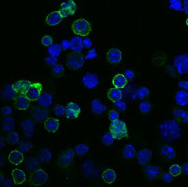 B220/CD45R was detected in immersion fixed mouse splenocytes using Rat Anti-Mouse B220/CD45R Alexa Fluor® 488‑conjugated Monoclonal Antibody (Catalog # FAB1217G; green) at 5 µg/mL for 3 hours at room temperature. Cells were counterstained with DAPI (blue). View our protocol for Fluorescent ICC Staining of Non-adherent Cells.