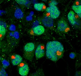  beta -1,3-Glucuronyltransferase 1/B3GAT1 was detected in immersion fixed differentiated rat cortical stem cells using Mouse Anti-Rat  beta -1,3-Glucuronyltransferase 1/B3GAT1 Monoclonal Antibody (Catalog # MAB6698) at 10 µg/mL for 3 hours at room temperature. Cells were stained using the NorthernLights™ 557-conjugated Anti-Mouse IgG Secondary Antibody (red; Catalog # NL007). Oligo2 was also detected in the cells using Human Olig2 Antigen Affinity-purified Polyclonal Antibody (Catalog # AF2418) and NorthernLights™ 637-conjugated Anti-Goat IgG Secondary Antibody (green; Catalog # NL003). Cells were counterstained with DAPI (blue). Specific staining of B3GAT1 was localized to transmembrane Golgi. View our protocol for Fluorescent ICC Staining of Stem Cells on Coverslips.