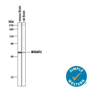 Simple Western beta-1,3-Glucuronyltransferase 1/B3GAT1 Antibody (1021209) [Unconjugated]