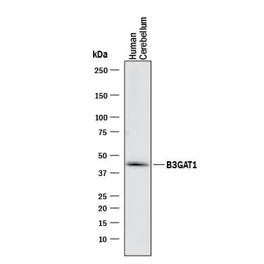 Western Blot beta-1,3-Glucuronyltransferase 1/B3GAT1 Antibody (1021209) [Unconjugated]