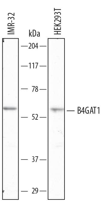 Western blot shows lysates of IMR-32 human neuroblastoma cell line and HEK293T human embryonic kidney cell line. PVDF membrane was probed with 2 µg/mL of Mouse Anti-Human  beta -1,4-Glucuronyltransferase 1/B4GAT1 Monoclonal Antibody (Catalog # MAB6664) followed by HRP-conjugated Anti-Mouse IgG Secondary Antibody (Catalog # HAF007). A specific band was detected for  beta -1,4-Glucuronyltransferase 1/B4GAT1 at approximately 55 kDa (as indicated). This experiment was conducted under reducing conditions and using Immunoblot Buffer Group 8.