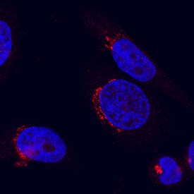  beta -1,4-Galactosyltransferase 1/B4GalT1 was detected in immersion fixed HeLa human cervical epithelial carcinoma cell line using Mouse Anti-Human  beta -1,4-Galactosyltransferase 1/B4GalT1 Monoclonal Antibody (Catalog # MAB36091) at 8 µg/mL for 3 hours at room temperature. Cells were stained using the NorthernLights™ 557-conjugated Anti-Mouse IgG Secondary Antibody (red; Catalog # NL007) and counterstained with DAPI (blue). Specific staining was localized to cytoplasm. View our protocol for Fluorescent ICC Staining of Cells on Coverslips.