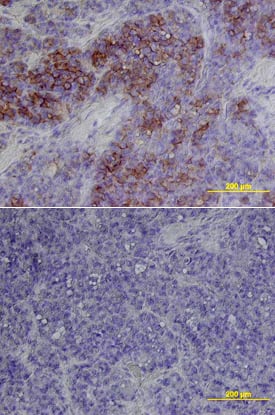 Immunohistochemistry B7-H3/CD276 Antibody [Unconjugated]