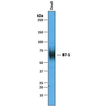 Western blot shows lysates of Daudi human Burkitt's lymphoma cell line. PVDF membrane was probed with 1 µg/mL of Goat Anti-Human B7-1/CD80 Antigen Affinity-purified Polyclonal Antibody (Catalog # AF140) followed by HRP-conjugated Anti-Goat IgG Secondary Antibody (Catalog # HAF019). A specific band was detected for B7-1/CD80 at approximately 60 kDa (as indicated). This experiment was conducted under reducing conditions and using Immunoblot Buffer Group 1.