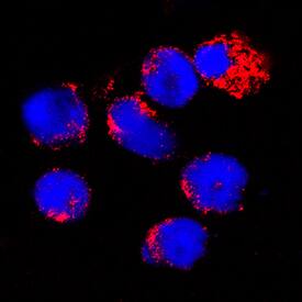B7-1/CD80 was detected in immersion fixed mouse splenocytes using Goat Anti-Mouse B7-1/CD80 Antigen Affinity-purified Polyclonal Antibody (Catalog # AF740) at 15 µg/mL for 3 hours at room temperature. Cells were stained using the NorthernLights™ 557-conjugated Anti-Goat IgG Secondary Antibody (red; Catalog # NL001) and counterstained with DAPI (blue). Specific staining was localized to cytoplasm. View our protocol for Fluorescent ICC Staining of Non-adherent Cells.