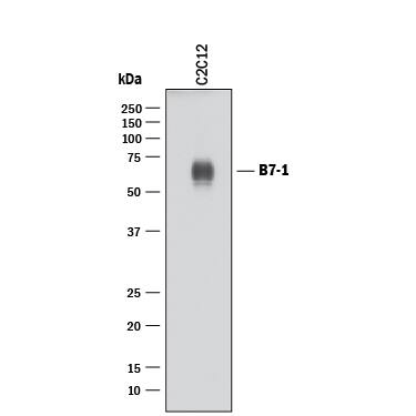 Western blot shows lysates of C2C12 mouse myoblast cell line. PVDF membrane was probed with 1 µg/mL of Goat Anti-Mouse B7-1/CD80 Antigen Affinity-purified Polyclonal Antibody (Catalog # AF740) followed by HRP-conjugated Anti-Goat IgG Secondary Antibody (Catalog # HAF017). A specific band was detected for B7-1/CD80 at approximately 60 kDa (as indicated). This experiment was conducted under reducing conditions and using Immunoblot Buffer Group 1.
