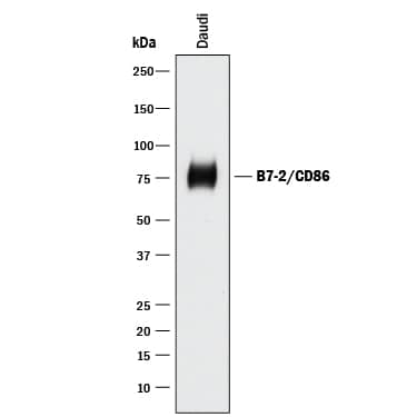 Western blot shows lysates of Daudi human Burkitt's lymphoma cell line. PVDF membrane was probed with 0.5 µg/mL of Goat Anti-Human B7-2/CD86 Antigen Affinity-purified Polyclonal Antibody (Catalog # AF-141-NA) followed by HRP-conjugated Anti-Goat IgG Secondary Antibody (HAF017). A specific band was detected for B7-2/CD86 at approximately 75 kDa (as indicated). This experiment was conducted under reducing conditions and using Immunoblot Buffer Group 1.