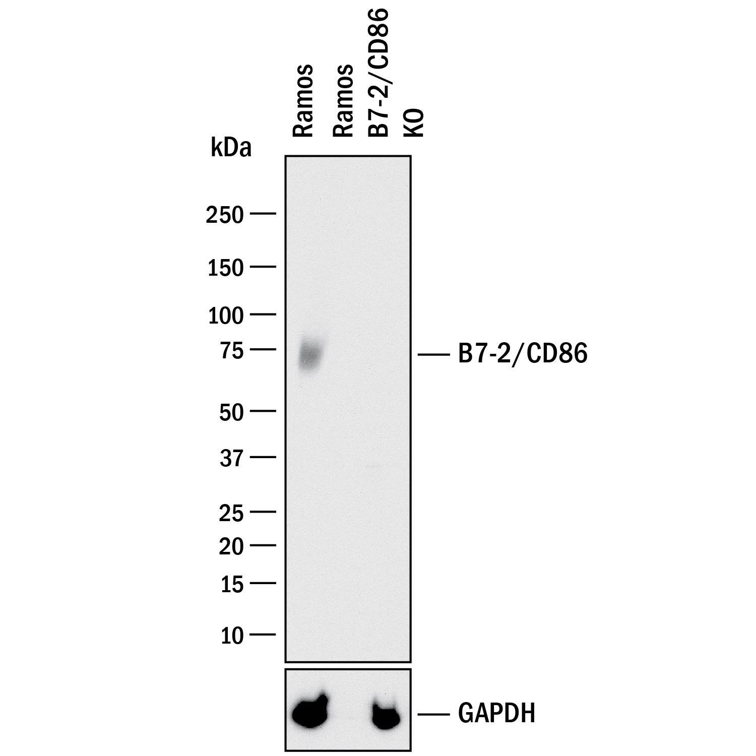 <b>Genetic Strategies Validation. </b>Western blot shows lysates of Ramos human Burkitt's lymphoma parental cell line and B7-2/CD86 knockout Ramos cell line (KO). PVDF membrane was probed with 5 µg/mL of Mouse Anti-Human B7-2/CD86 Monoclonal Antibody (Catalog # MAB141) followed by HRP-conjugated Anti-Mouse IgG Secondary Antibody (Catalog # HAF018). A specific band was detected for B7-2/CD86 at approximately 74 kDa (as indicated) in the parental Ramos cell line, but is not detectable in knockout Ramos cell line. GAPDH (Catalog # AF5718) is shown as a loading control. This experiment was conducted under reducing conditions and using Immunoblot Buffer Group 1.