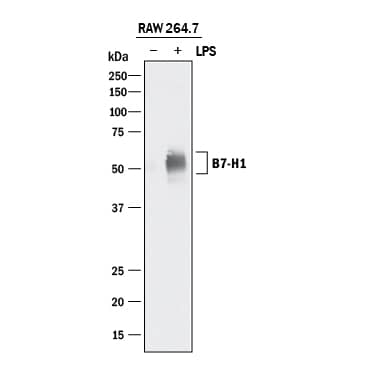 Western blot shows lysates of RAW 264.7 mouse monocyte/macrophage cell line untreated (-) or treated (+) with 10 µg/mL LPS for 4 hours. PVDF membrane was probed with 0.5 µg/mL of Goat Anti-Mouse PD-L1/B7-H1 Antigen Affinity-purified Polyclonal Antibody (Catalog # AF1019) followed by HRP-conjugated Anti-Goat IgG Secondary Antibody (Catalog # HAF017). A specific band was detected for PD-L1/B7-H1 at approximately 50-55 kDa (as indicated). This experiment was conducted under reducing conditions and using Immunoblot Buffer Group 1.