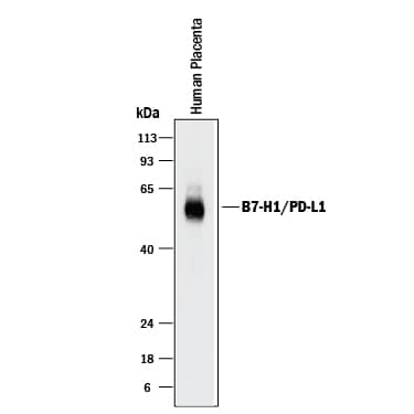 Western blot shows lysates of human placenta tissue. PVDF membrane was probed with 2 µg/mL of Goat Anti-Human PD-L1/B7-H1 Antigen Affinity-purified Polyclonal Antibody (Catalog # AF156) followed by HRP-conjugated Anti-Goat IgG Secondary Antibody (Catalog # HAF017). A specific band was detected for PD-L1/B7-H1 at approximately 50-55 kDa (as indicated). This experiment was conducted under reducing conditions and using Immunoblot Buffer Group 1.