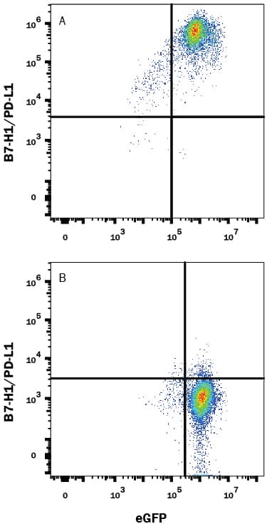 HEK293 human embryonic kidney cell line transfected with either (A) mouse PD-L1/B7-H1 or (B) irrelevant transfectants and eGFP was stained with Rabbit Anti-Mouse PD-L1/B7-H1 Monoclonal Antibody (Catalog # MAB90781) followed by Allophycocyanin-conjugated Anti-Rabbit IgG Secondary Antibody (Catalog # F0111). Quadrant markers were set based on control antibody staining (Catalog # MAB1050). View our protocol for Staining Membrane-associated Proteins.