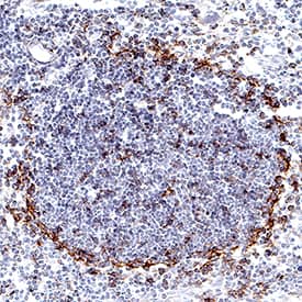 PD-L1/B7-H1 was detected in perfusion fixed frozen sections of mouse thymus using Rabbit Anti-Mouse PD-L1/B7-H1 Monoclonal Antibody (Catalog # MAB90781) at 5 µg/mL for 1 hour at room temperature followed by incubation with the Anti-Rabbit IgG VisUCyte™ HRP Polymer Antibody (Catalog # VC003). Tissue was stained using DAB (brown) and counterstained with hematoxylin (blue). Specific staining was localized to thymocytes. View our protocol for IHC Staining with VisUCyte HRP Polymer Detection Reagents.