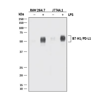 Western blot shows lysates of RAW 264.7 mouse monocyte/macrophage cell line and J774A.1 mouse reticulum cell sarcoma macrophage cell line untreated (-) or treated (+) with 10 µg/mL LPS for 4 hours. PVDF membrane was probed with 2 µg/mL of Rabbit Anti-Mouse PD-L1/B7-H1 Monoclonal Antibody (Catalog # MAB90781) followed by HRP-conjugated Anti-Rabbit IgG Secondary Antibody (Catalog # HAF008). A specific band was detected for PD-L1/B7-H1 at approximately 50-55 kDa (as indicated). This experiment was conducted under reducing conditions and using Immunoblot Buffer Group 1.