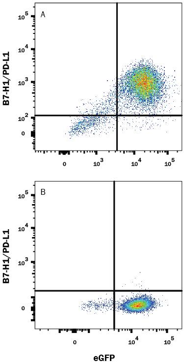 <b>Biological Strategies Validation. </b>HEK293 human embryonic kidney cell line transfected with either (A) mouse PD-L1/B7-H1 or (B) irrelevant transfectants and eGFP was stained with and either (A) Rat Anti-Mouse PD-L1/B7-H1 Monoclonal Antibody (Catalog # MAB9078) or (B) Rat IgG2AIsotype Control (Catalog # MAB006) followed by Phycoerythrin-conjugated Anti-Hamster IgG Secondary Antibody .