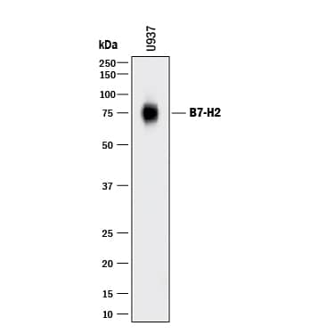 Western blot shows lysate of U937 human histiocytic lymphoma cell line. PVDF membrane was probed with 2 µg/mL of Goat Anti-Human B7-H2 Antigen Affinity-purified Polyclonal Antibody (Catalog # AF165) followed by HRP-conjugated Anti-Goat IgG Secondary Antibody (Catalog # HAF017). A specific band was detected for B7-H2 at approximately 75 kDa (as indicated). This experiment was conducted under reducing conditions and using Immunoblot Buffer Group 1.