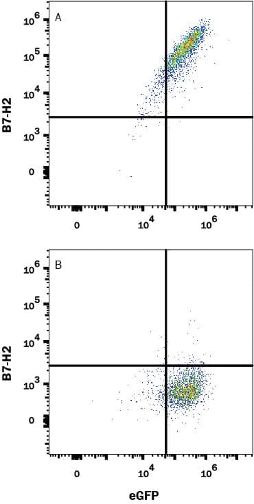 HEK293 human embryonic kidney cell line transfected with (A) mouse B7-H2 or (B) irrelevant transfectants and eGFP was stained with Rat Anti-Mouse B7-H2 Monoclonal Antibody (Catalog # MAB10083) followed by APC-conjugated Anti-Rat IgG Secondary Antibody (Catalog # F0113). Quadrant markers were set based on control antibody staining (Catalog # MAB006). View our protocol for Staining Membrane-associated Proteins.