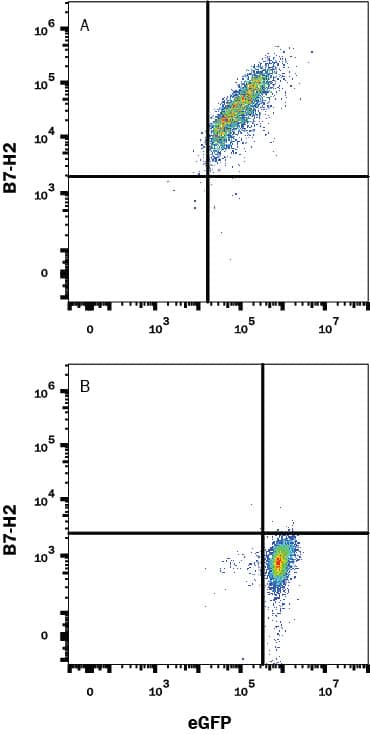 HEK293 human embryonic kidney cell line transfected with either (A) mouse B7-H2 or (B) irrelevant transfectants and eGFP were stained with Rat Anti-Mouse B7-H2 Monoclonal Antibody (Catalog # MAB1582) followed by Goat Anti-Rat IgG APC-conjugated Secondary Antibody (Catalog # F0113). View our protocol for Staining Membrane-associated Proteins.