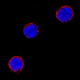 B7-H2 was detected in immersion fixed mouse splenocytes using Rat Anti-Mouse B7-H2 Monoclonal Antibody (Catalog # MAB158) at 8 µg/mL for 3 hours at room temperature. Cells were stained using the NorthernLights™ 557-conjugated Anti-Rat IgG Secondary Antibody (red; Catalog # NL013) and counterstained with DAPI (blue). Specific staining was localized to cell surfaces. View our protocol for Fluorescent ICC Staining of Non-adherent Cells.