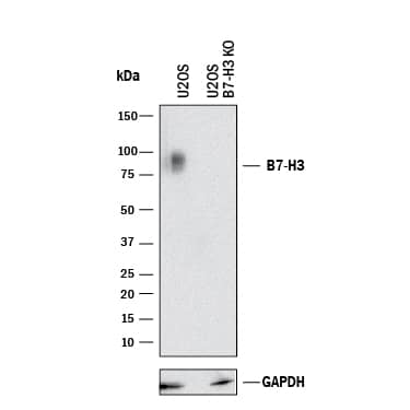 Knockout Validated B7-H3/CD276 Antibody [Unconjugated]