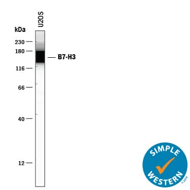 Simple Western B7-H3/CD276 Antibody [Unconjugated]