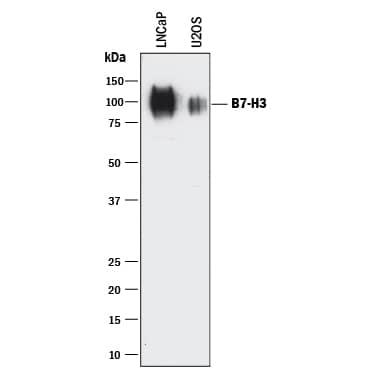 Western Blot B7-H3/CD276 Antibody [Unconjugated]
