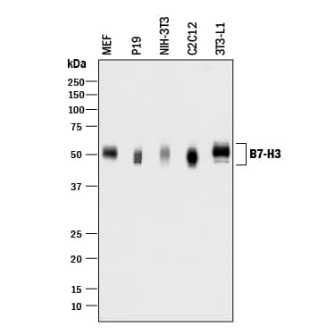 Western Blot B7-H3/CD276 Antibody [Unconjugated]