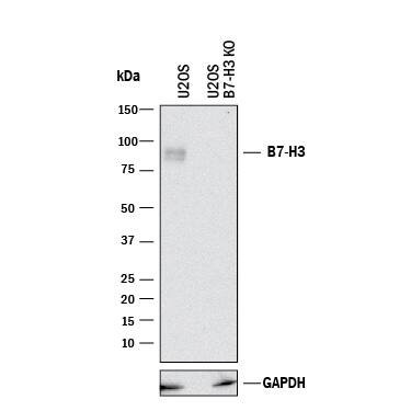Knockout Validated B7-H3/CD276 Antibody (185504) [Unconjugated]