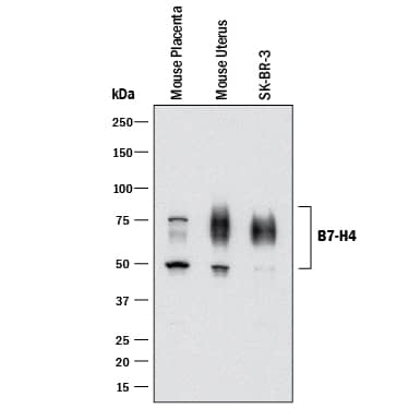Western Blot B7-H4 Antibody [Unconjugated]