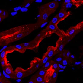 Immunohistochemistry B7-H4 Antibody (2319B) [Unconjugated]